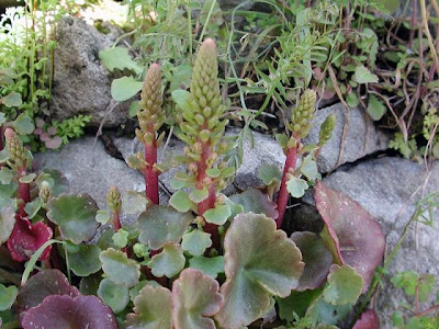 Umbilicus rupestris,
navelwort,
Ombelico di Venere comune,
pennywort,
Wall Pennywort