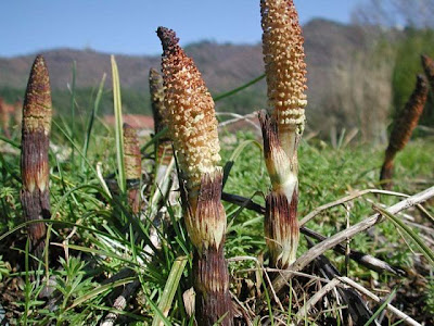 Equisetum telmateia Ehrh.