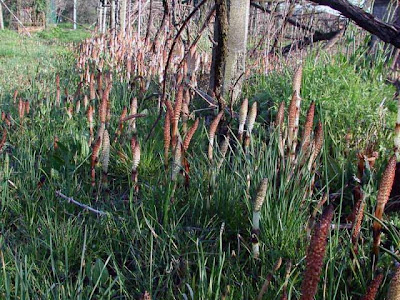 Equisetum telmateia Ehrh.