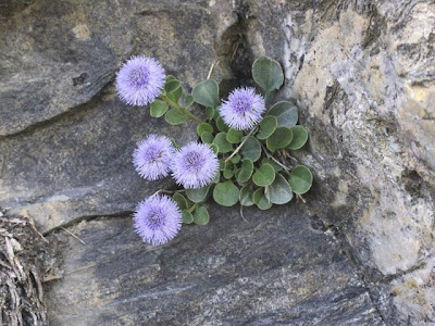 Apennine Globularia Apennine Globularia
