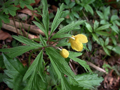 Anemonoides ranunculoides (L.) Holub