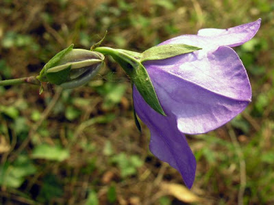 Campanula con foglie di Pesco