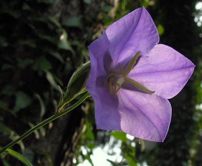 Campanula con foglie di Pesco