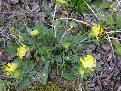 Mountain Kidney Vetch