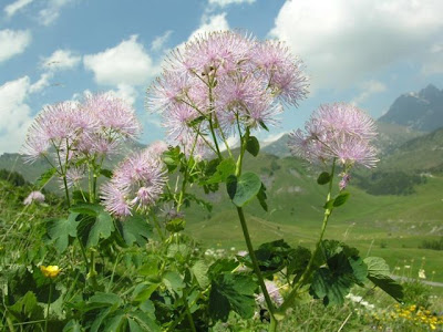 French Meadow Rue