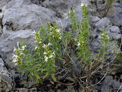 Satureja montana L.