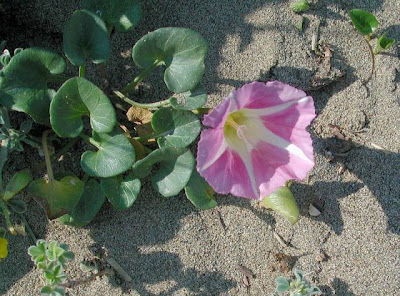 Calystegia soldanella,
beach morningglory,
Cavolo di mare,
sea bindweed,
seashore false bindweed,
Vilucchio marittimo