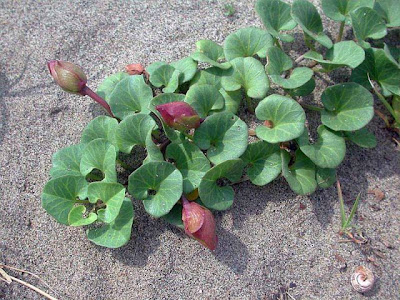 Calystegia soldanella,
beach morningglory,
Cavolo di mare,
sea bindweed,
seashore false bindweed,
Vilucchio marittimo