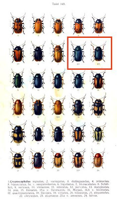 Cryptocephalus schafferi
