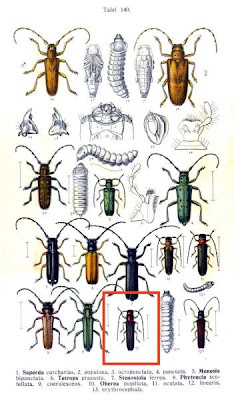 Oberea erythrocephala