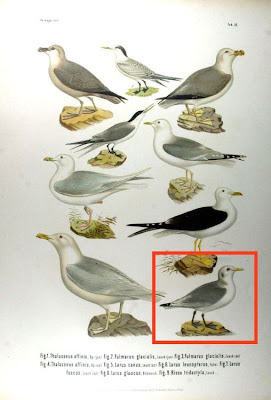Black-legged Kittiwake Black-legged Kittiwake