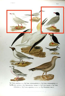 Xema melanoceophalum