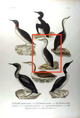 Guillemot de Br�nnich