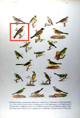 Cretzschmar's Bunting Cretzschmar's Bunting