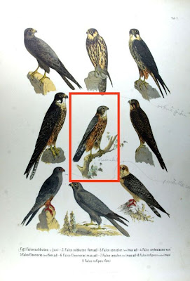 Falco aesalon