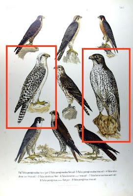 Falco islandicus