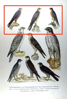 Falco peregrinoides