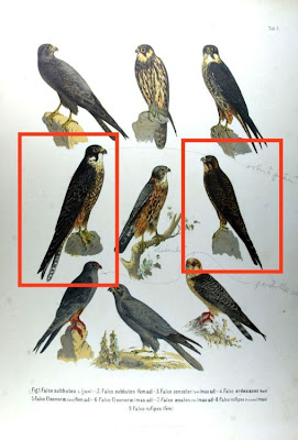 Falco eleonorae,
Eleonora's Falcon,
Eleonorenfalke,
Falco della regina,
Falc&atilde;o-da-rainha,
Faucon d'&Eacute;l&eacute;onore,
Halc&oacute;n de Eleonora