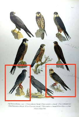 Falco rufipes