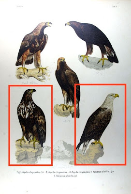 Haliaetus albicilla