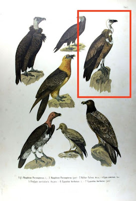 Vultur fulvus
