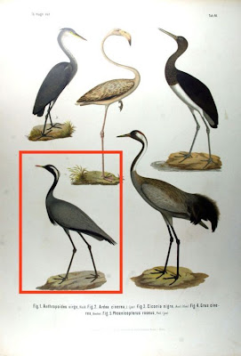 Demoiselle Crane