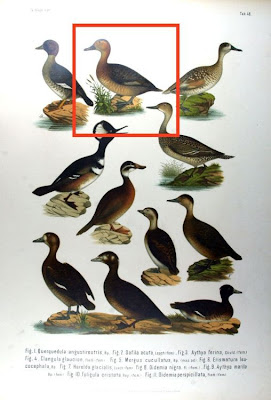 Common Pochard Common Pochard