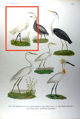 Aigrette garzette Aigrette garzette