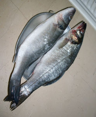 European seabass