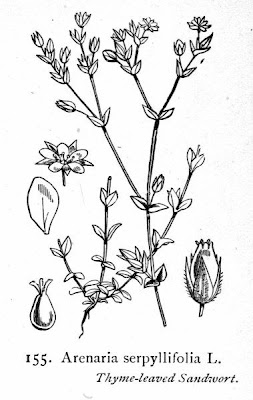 Arenaria serpillifolia Arenaria serpillifolia