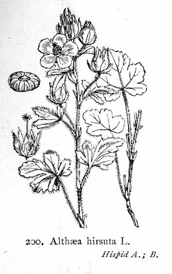 Malva-peluda