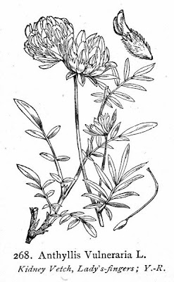 Common kidney-vetch Common kidney-vetch