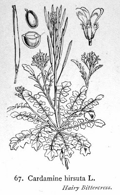Crescione primaticcio Crescione primaticcio