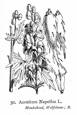Garden monkshood
