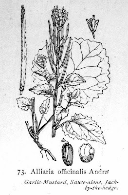 Garlic mustard Garlic mustard