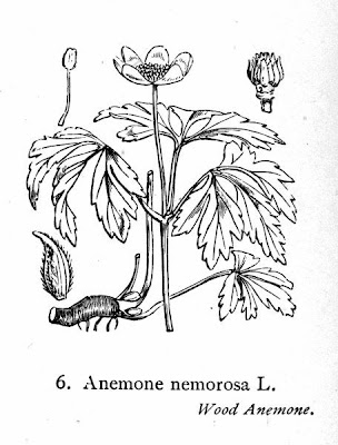 Anemonoides nemorosa (L.) Holub