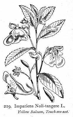 Balsam Balsam