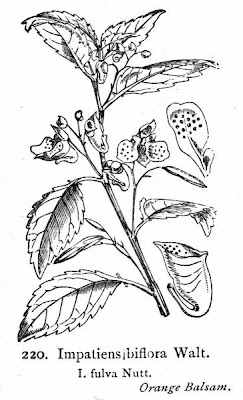 Impatiens biflora,
,
jewelweed,
lady's-earrings,
orange balsam,
orange touch-me-not,
orangefarbenes Springkraut,
snapweed,
spotted jewelweed,
spotted touch-me-not,
touch-me-not