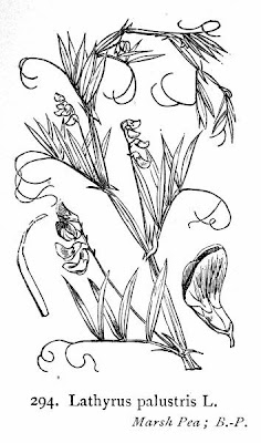 Cicerchia palustre Cicerchia palustre