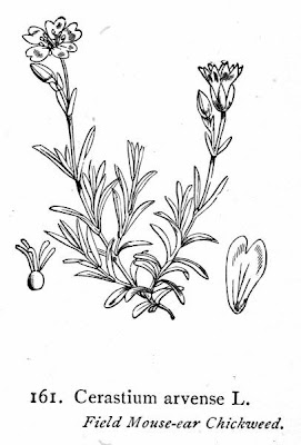 Field mouse-ear