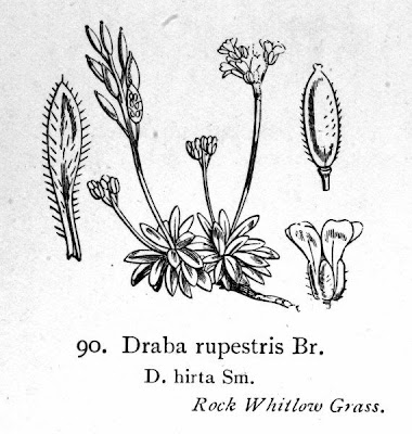 Draba rupestris