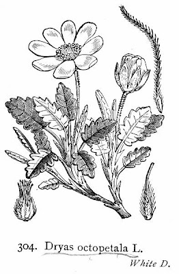 Kamtschatca mountain-avens