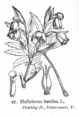 Helleborus foetidus L.