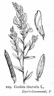 Dyer's broom Dyer's broom