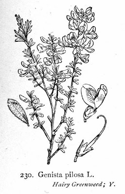 Ginestra tubercolosa Ginestra tubercolosa