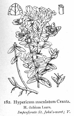 Imperforate St John's Wort