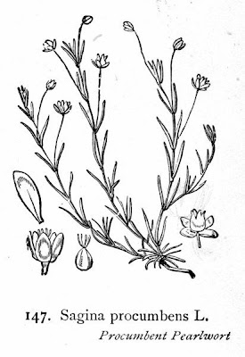 Sagina procumbens,
bird-eye pearlwort,
birdeye pearlwort,
birdseye pearlwort,
Niederliegendes Mastkraut,
planta-molhada,
procumbent pearlwort,
Sagina sdraiata,
sagine couch&eacute;e,
spreading pearlwort
