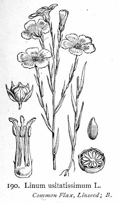 Cultivated flax Cultivated flax