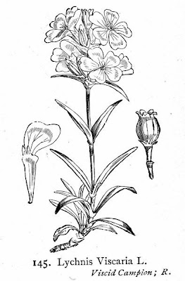 Clammy campion Clammy campion