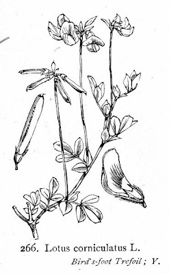 Garden bird's-foot-trefoil Garden bird's-foot-trefoil